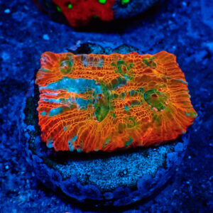 TC Chalice Tile