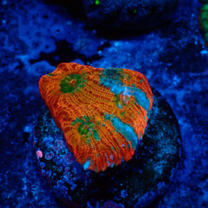 TC Chalice Tile