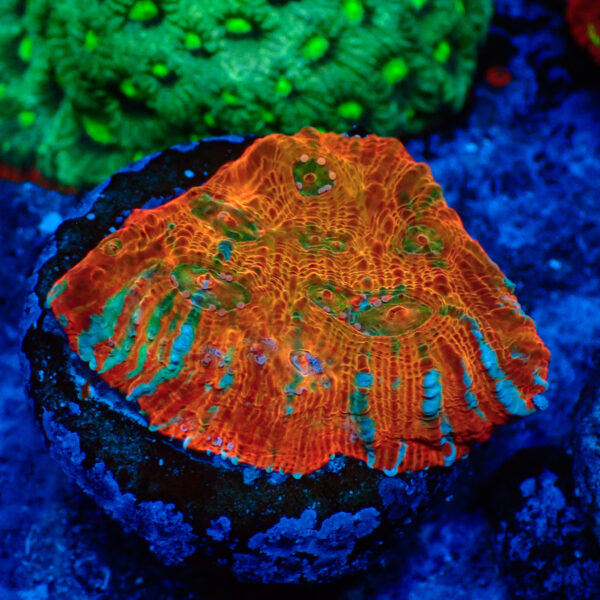 TC Chalice Tile