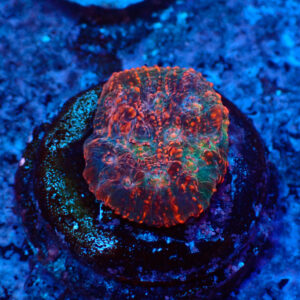 TC Chalice Tropical Vulcano