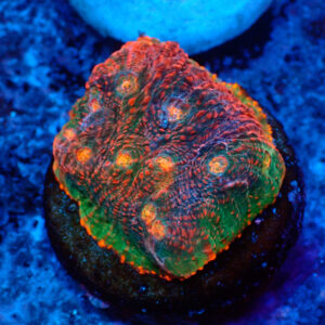 TC Chalice Tropical Vulcano