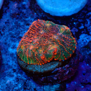 TC Chalice Tropical Vulcano
