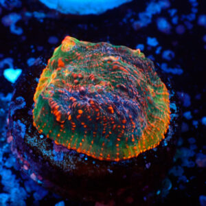 TC Chalice Tropical Vulcano