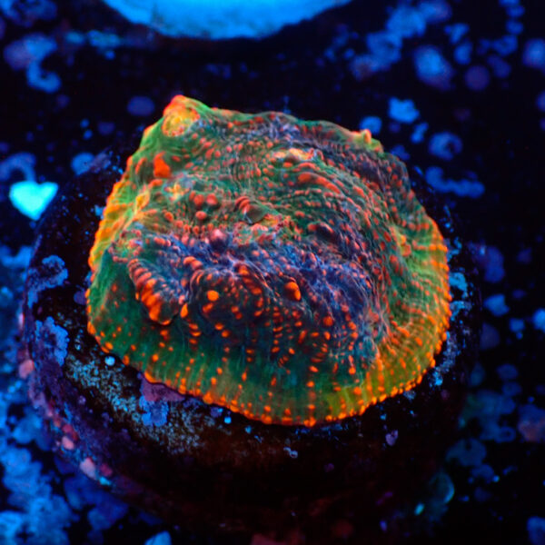 TC Chalice Tropical Vulcano