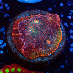 TC Chalice Tropical Vulcano
