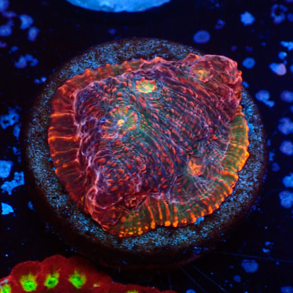 TC Chalice Tropical Vulcano