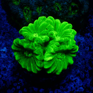 TC Caulastrea Hulk