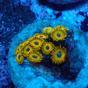 TC Zoanthus Gold Hornets