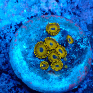 TC Zoanthus Gold Hornets