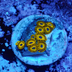 TC Zoanthus Gold Hornets