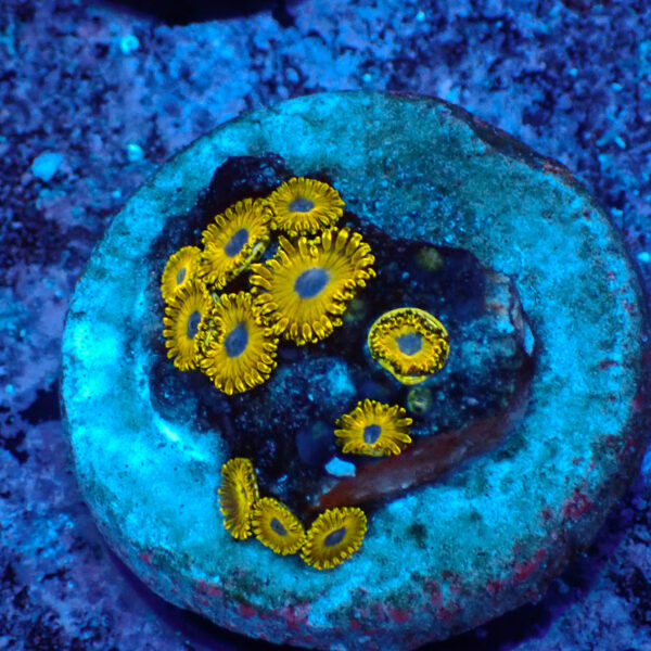 TC Zoanthus Gold Hornets