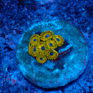 TC Zoanthus Gold Hornets