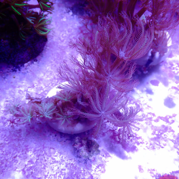 TC Clavularia Weeping Willow - Imagen 2