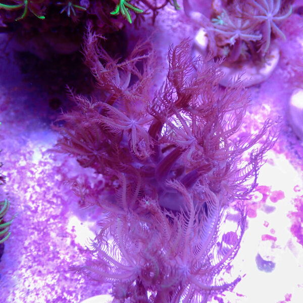 TC Clavularia Weeping Willow - Imagen 2