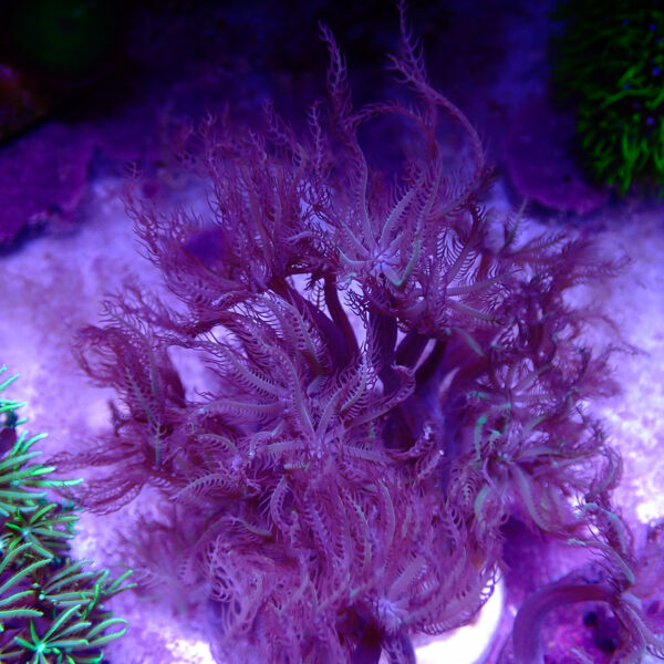 TC Clavularia Weeping Willow - Imagen 2