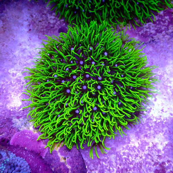 TC Briareum Toxic Green frag XL - Imagen 2