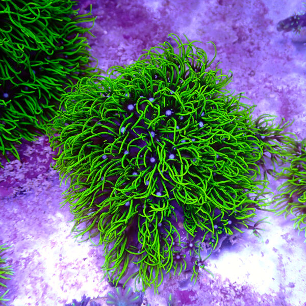 TC Briareum Toxic Green Frag XL - Imagen 2