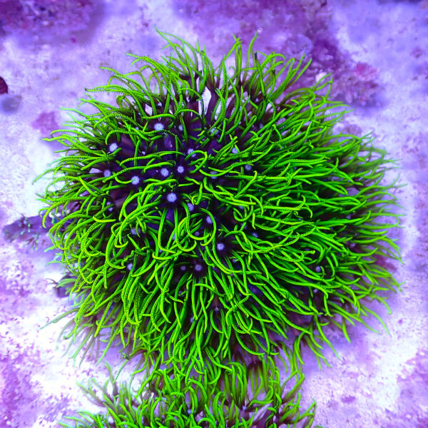TC Briareum Toxic Green frag XL - Imagen 2