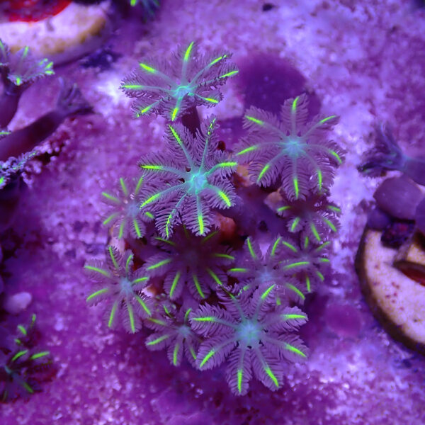 TC Clavularia Yellow - Imagen 2