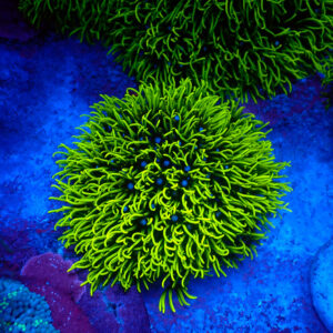 TC Briareum Toxic Green frag XL
