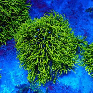 TC Briareum Toxic Green Frag XL
