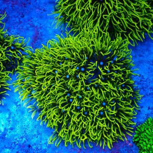 TC Briareum Toxic Green frag XL