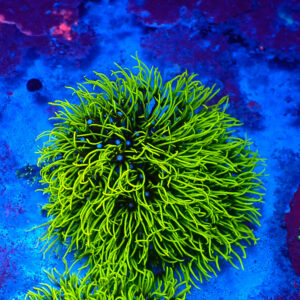 TC Briareum Toxic Green frag XL
