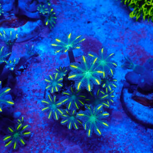 TC Clavularia Yellow