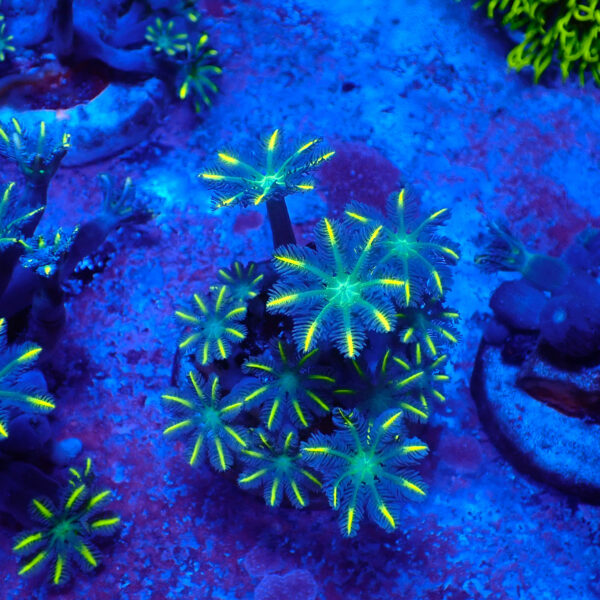 TC Clavularia Yellow