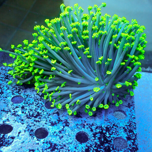 TC Alveopora Daisy colonia XL - Imagen 2