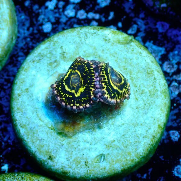 TC Zoanthus Stratosphere - Imagen 2