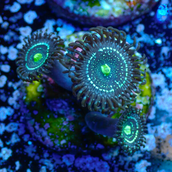 TC Zoanthus Blue Lagoon - Imagen 2