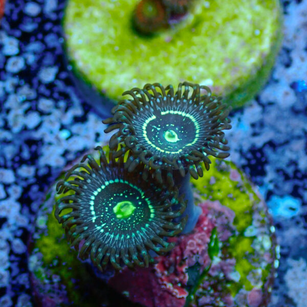 TC Zoanthus Blue Lagoon - Imagen 2