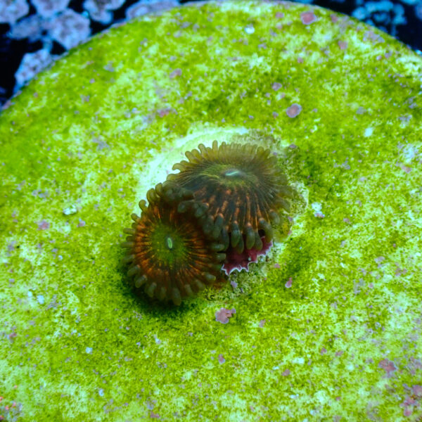 TC Zoanthus Krakatoa God - Imagen 2