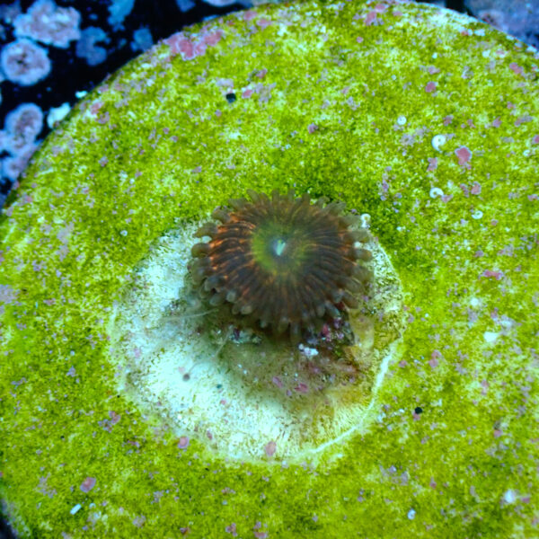TC Zoanthus Krakatoa God - Imagen 2