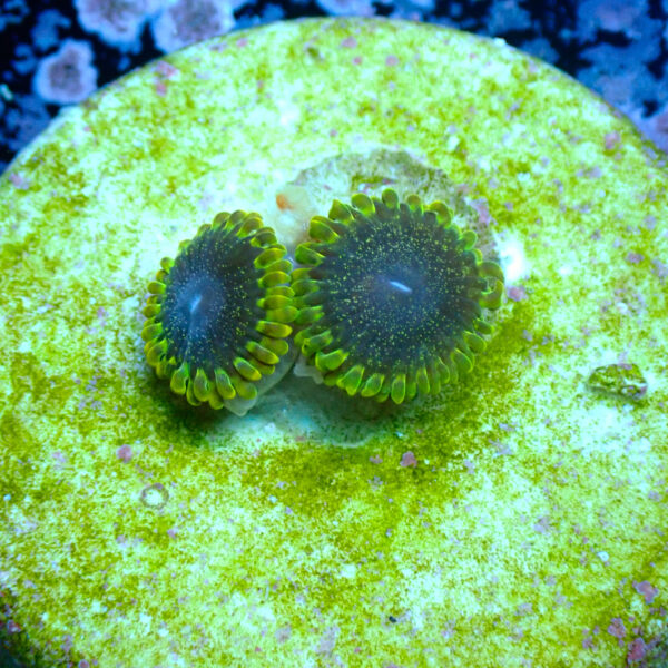 TC Zoanthus Tantrum - Imagen 2