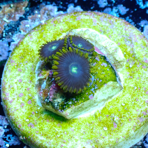 TC Zoanthus Blue Hornet - Imagen 2