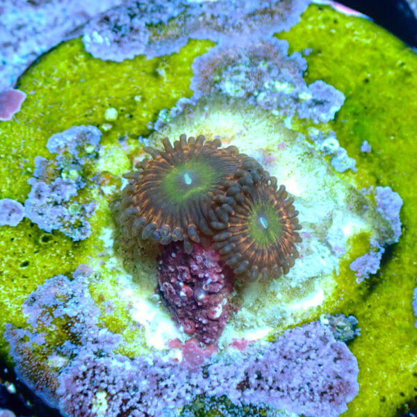 TC Zoanthus Krakatoa God - Imagen 2