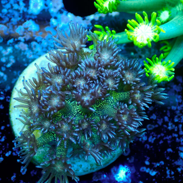 TC Goniopora Red Face Glitter - Imagen 2
