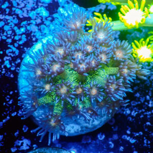 TC Goniopora Red Face Glitter