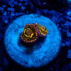 TC Zoanthus Stratosphere