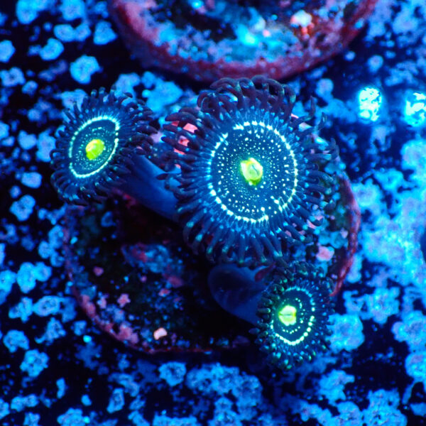 TC Zoanthus Blue Lagoon