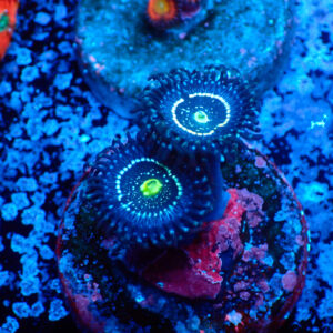 TC Zoanthus Blue Lagoon