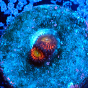 TC Zoanthus Krakatoa God
