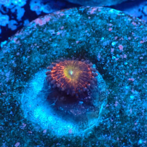 TC Zoanthus Krakatoa God