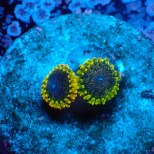 TC Zoanthus Tantrum