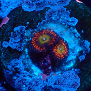 TC Zoanthus Krakatoa God
