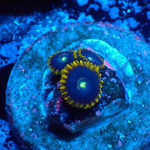 TC Zoanthus Blue Hornet