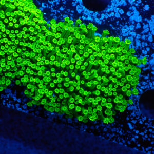 TC Alveopora minuta Toxic Green
