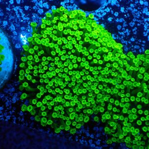 TC Alveopora minuta Toxic Green